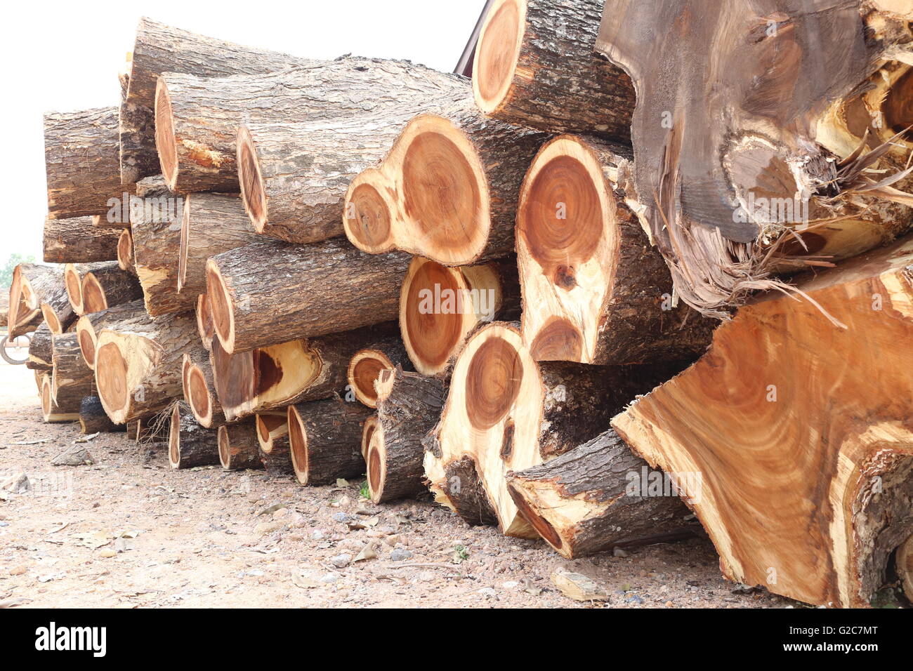 Pila di pioggia ad albero in legno tagliato in pezzo sono impresa forestale. Foto Stock