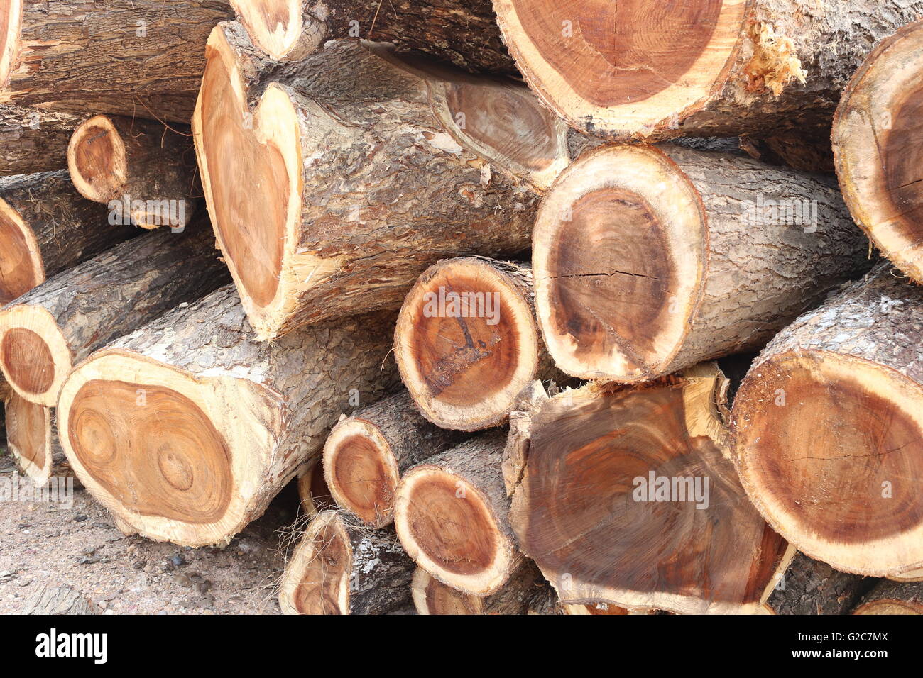 Pila di pioggia ad albero in legno tagliato in pezzo sono impresa forestale. Foto Stock