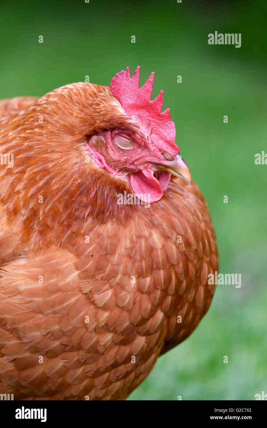 In prossimità di una gallina domestica in una fattoria in Dalarna, Svezia Foto Stock