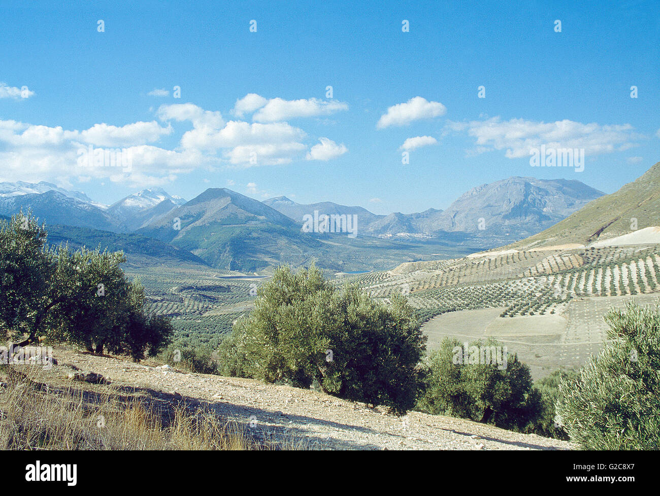 Gli oliveti. Sierra Magina Riserva Naturale, Provincia di Jaen, Andalusia. Foto Stock