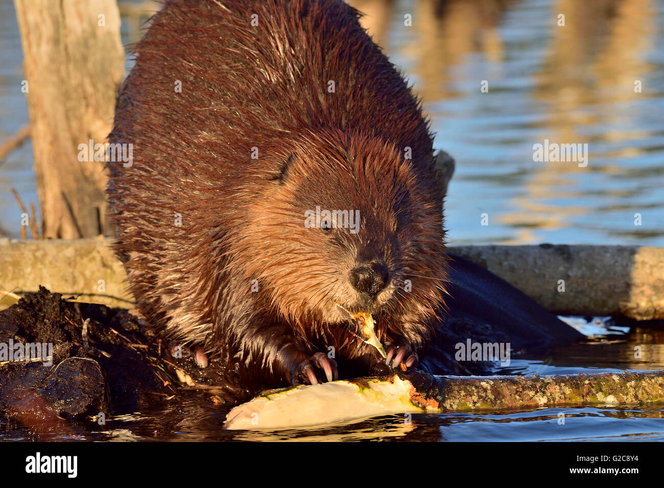L' immagine di un adulto selvatico beaver "Castor canadenis', alimentando sulla corteccia di un albero di aspen che egli è in possesso nel suo zampe anteriori Foto Stock