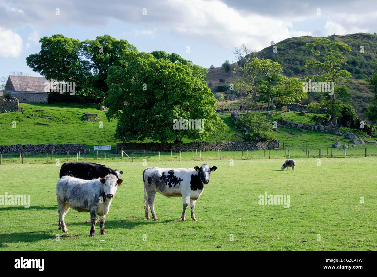 Frisoni vacche in una fattoria di campagna campo con alberi. Foto Stock