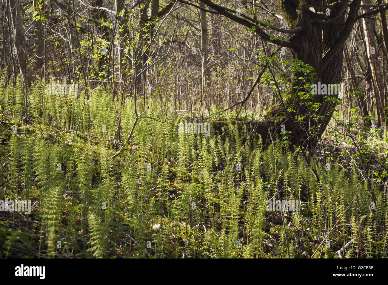 Vecchia Foresta vicino a pavimento Alna in Oslo Norvegia in primavera, perfetto per il legno equiseto , Equisetum sylvaticum, soffici e la retroilluminazione Foto Stock