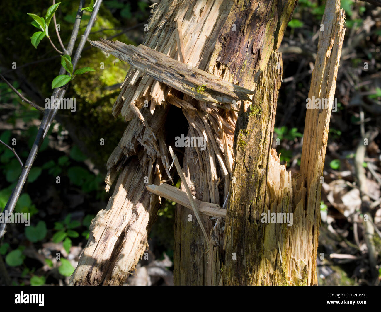 Close up di caduto albero tronco con legno scheggiato, la vita e la morte in una foresta norvegese Foto Stock