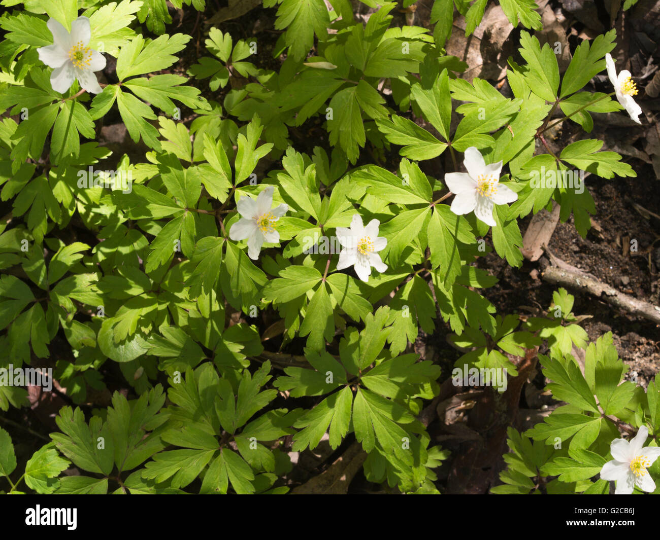 Legno anemone, o Anemone nemorosa , dettaglio da una primavera forest floor in Norvegia Foto Stock