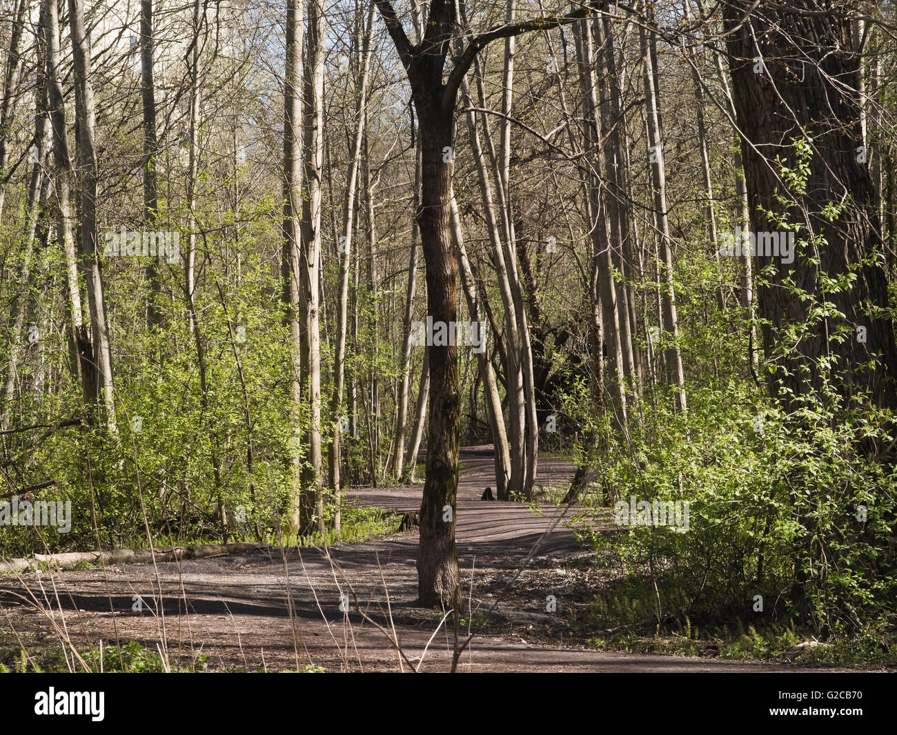 Sentiero di avvolgimento attraverso primavera soleggiata foresta con nuove foglie, Oslo Norvegia Foto Stock