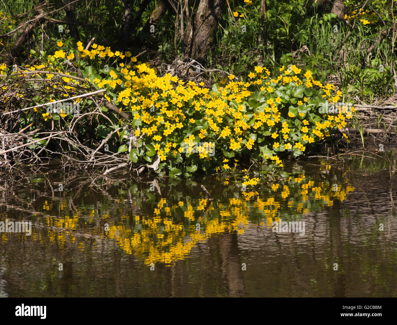 Marsh-calendula o kingcup brilla luminoso giallo lungo i corsi dei torrenti e da piscine nella primavera boschi in Norvegia Foto Stock