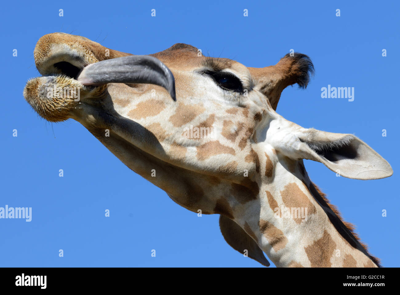 Linguetta lunga e la testa di una giraffa reticolata o somala (Giraffa Giraffa camelopardalis reticulata) Foto Stock