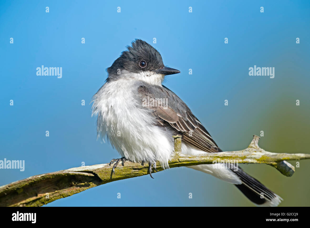 Kingbird orientale Foto Stock