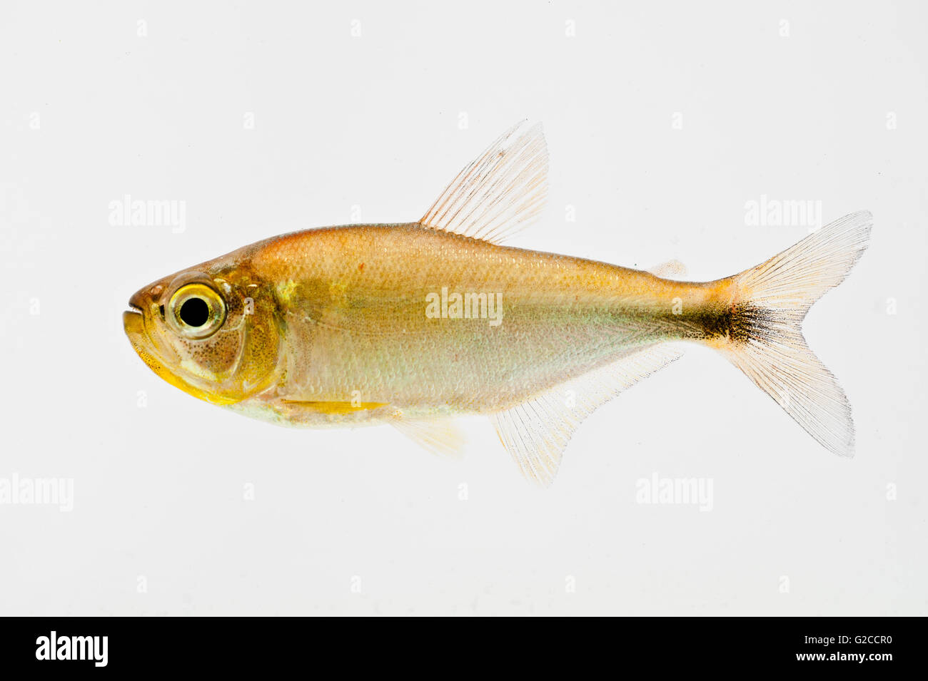 Shad giallo dal fiume Juruena, foresta amazzonica. Foto Stock