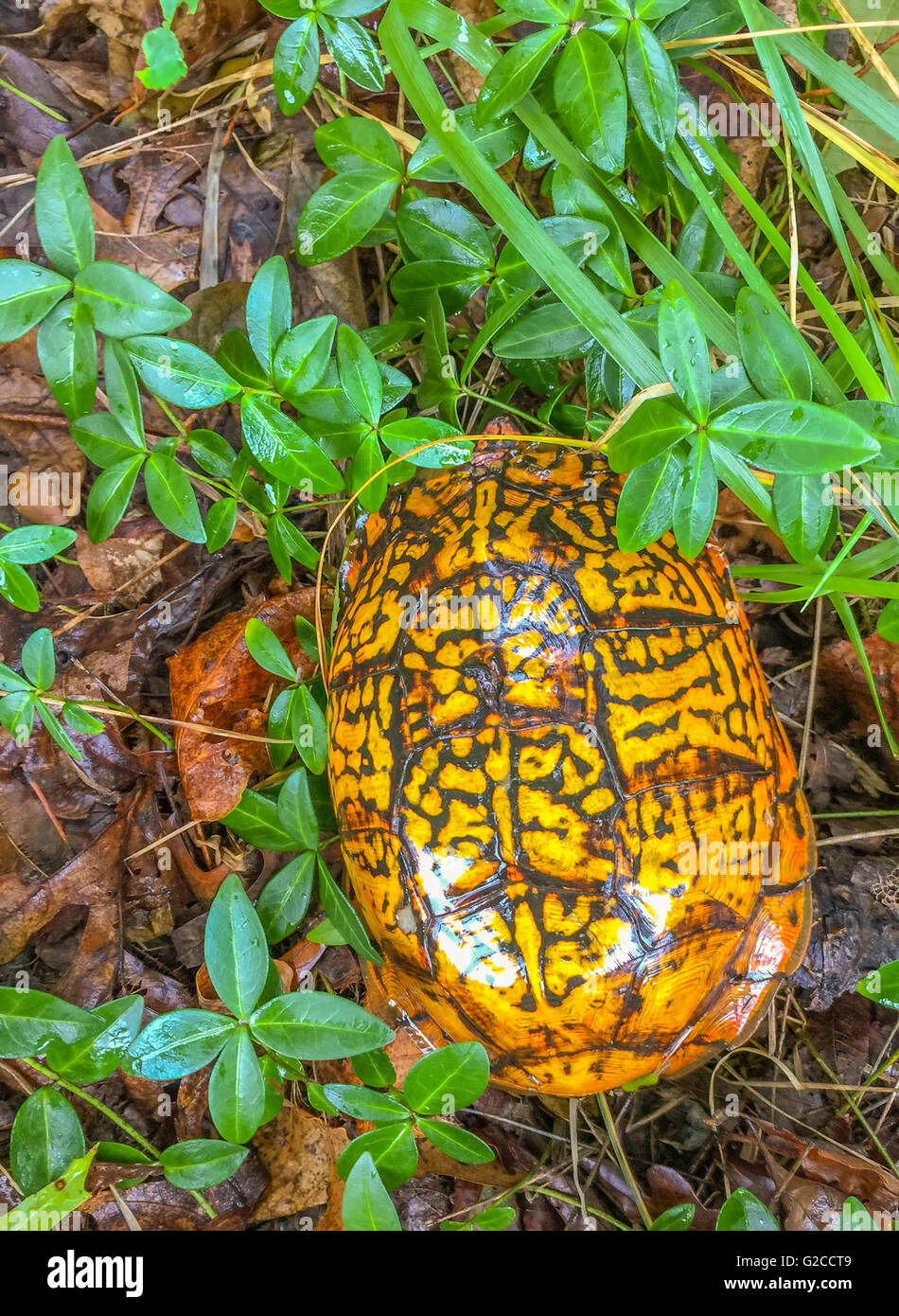 Un brillante color tartaruga scatola o terrapene in alcuni sottobosco umido Foto Stock