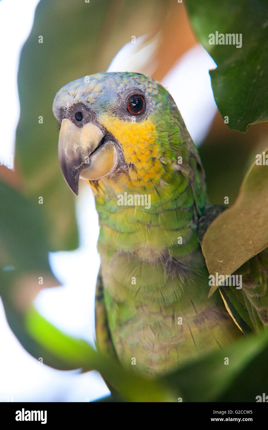 Parrot verde brasiliano nella foresta amazzonica. Foto Stock