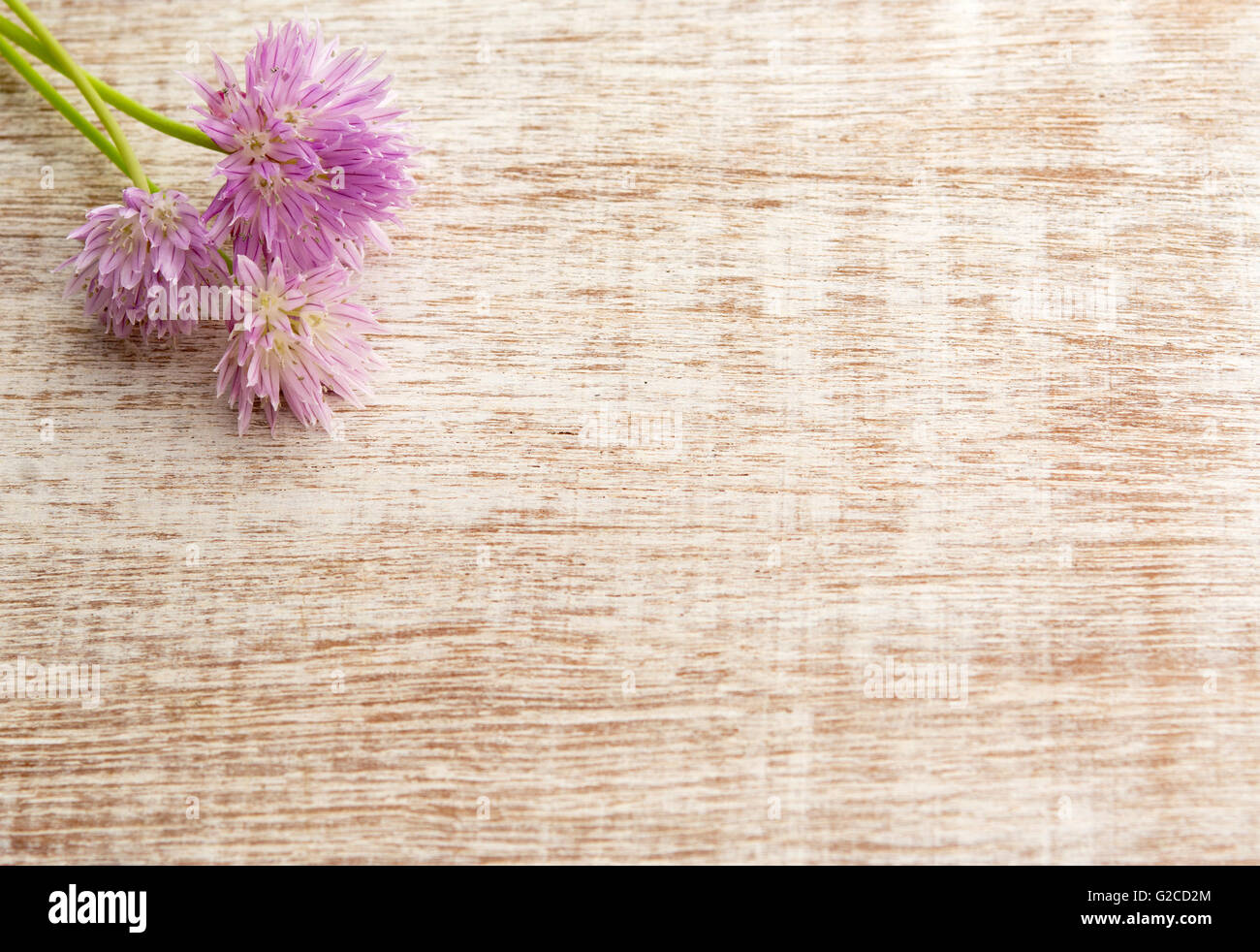 Rosa grazioso mazzo di fiori di erba cipollina, sulla luce sullo sfondo di legno. Vista da sopra con copia spazio, shot per la bacheca Foto Stock