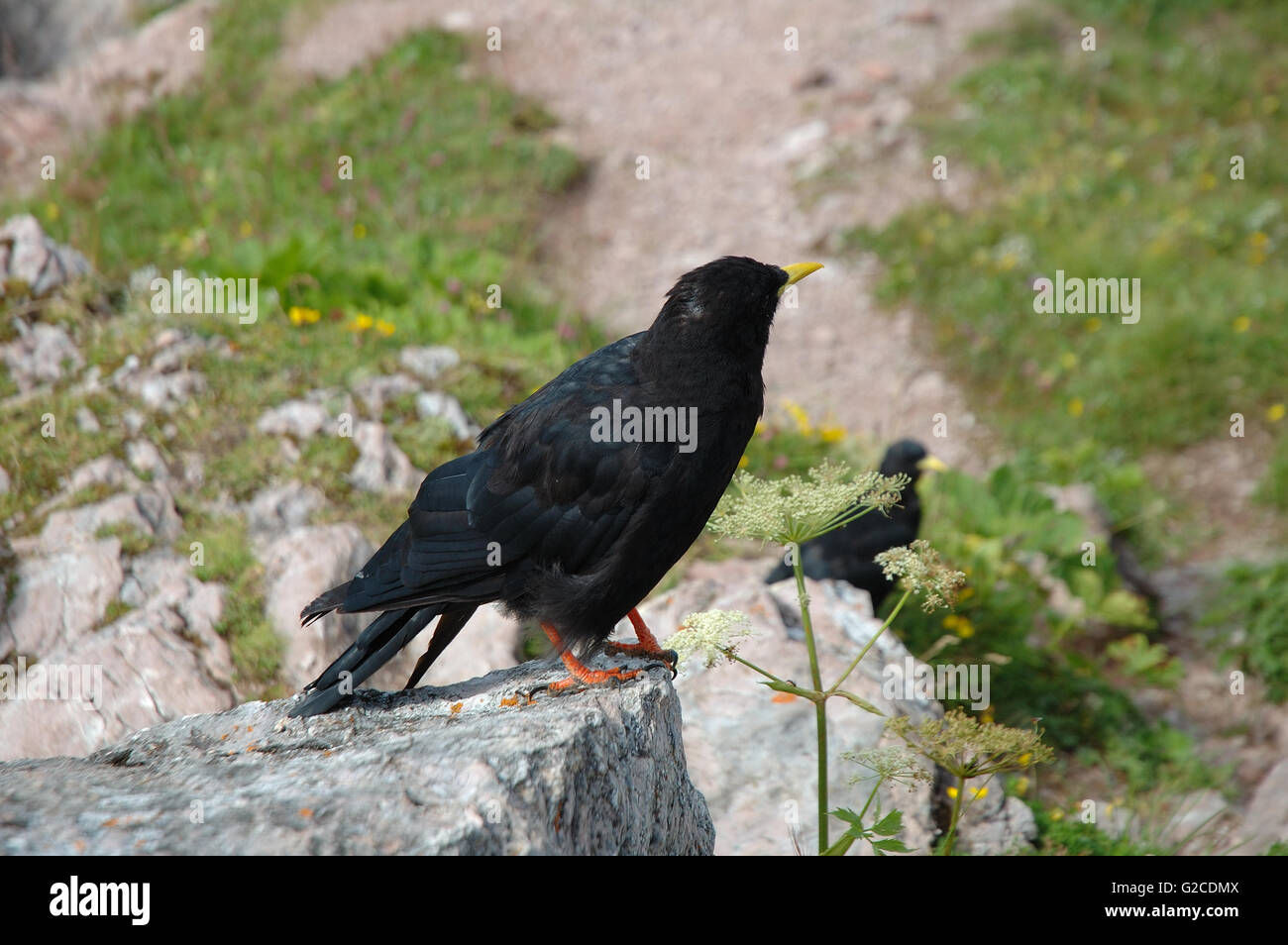 Nero uccello alpino con becco giallo permanente sulla roccia Foto Stock