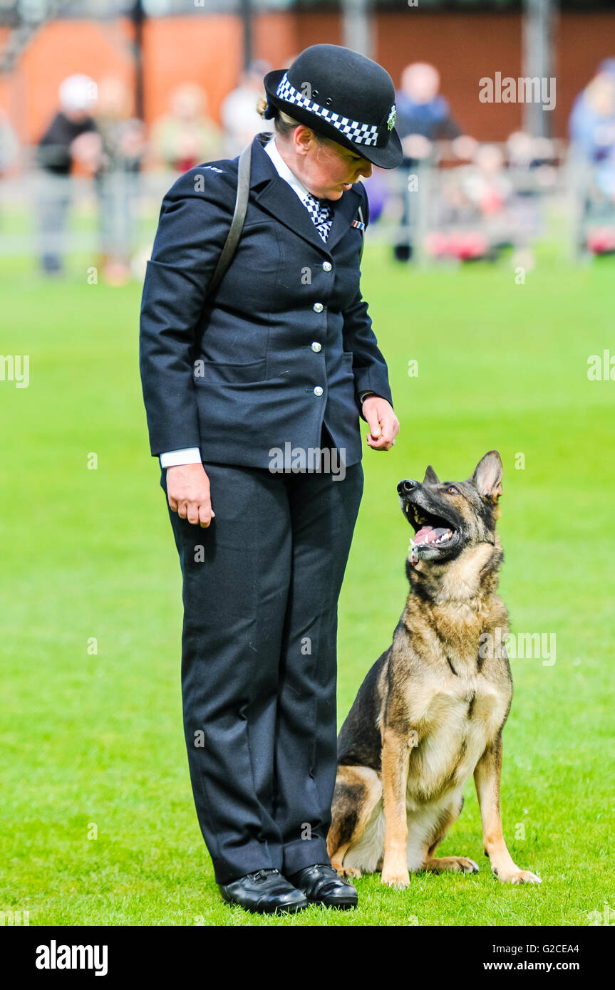 BELFAST, IRLANDA DEL NORD. 22 MAGGIO 2016: Dog HANDLER PC Campana Louise dalla London Metropolitan Police con il suo cane, MetPol Thames Annie, alla cinquantaseiesima nazionali di polizia del Regno Unito cane prove. Foto Stock