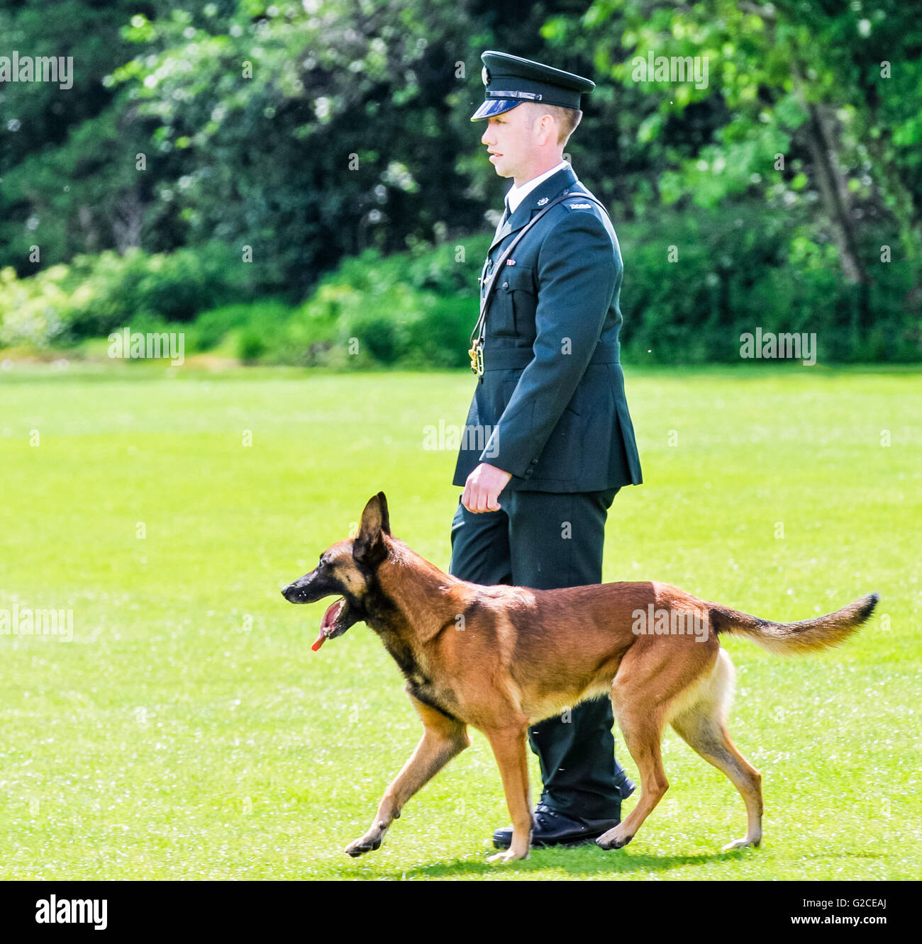 BELFAST, IRLANDA DEL NORD. 22 MAGGIO 2016: Polizia cane Mike è messo attraverso i suoi passi alla cinquantaseiesima nazionali di polizia del Regno Unito cane prove. Foto Stock