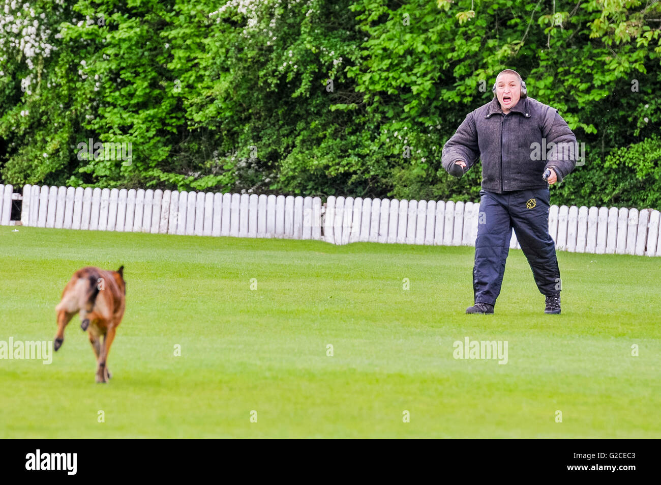 Un cane di polizia corre fino alla disattivazione di un uomo in possesso di una pistola durante l'attacco di addestramento del cane Foto Stock