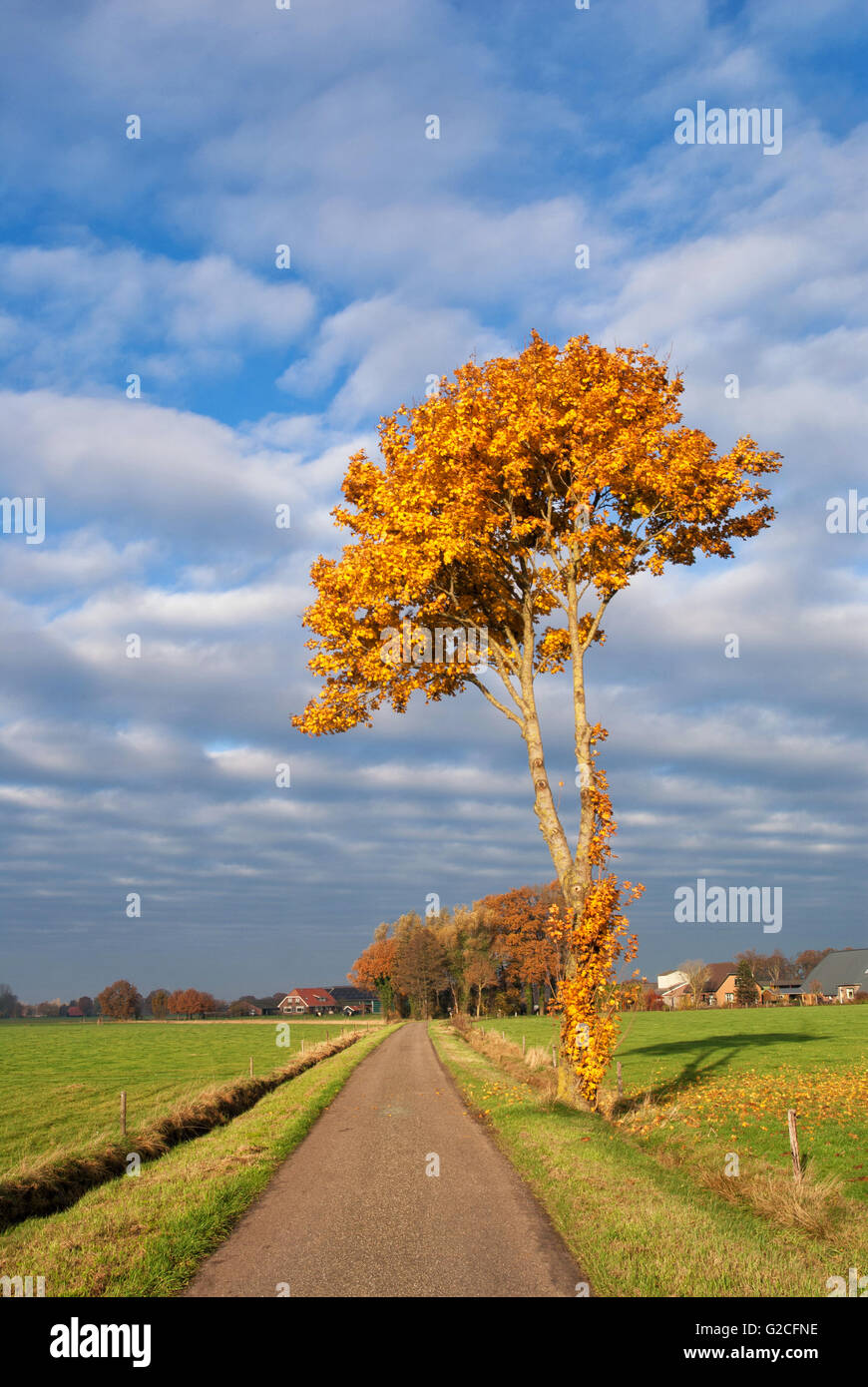 Colore di autunno albero vicino a Terschuur nella provincia olandese di Gelderland Foto Stock