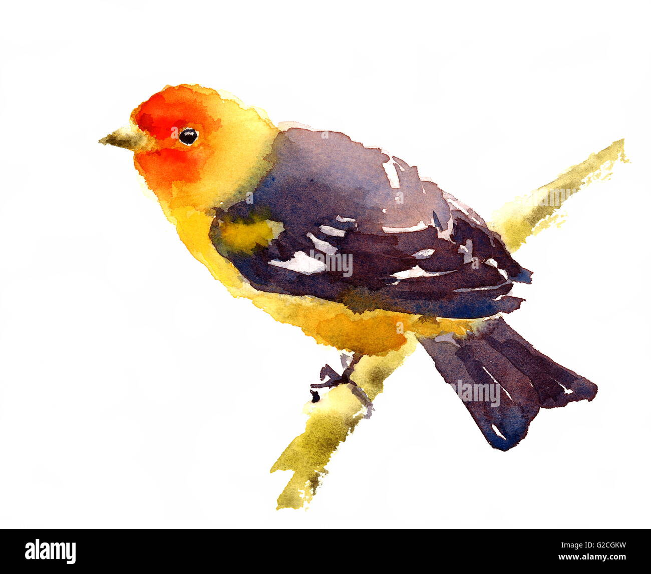 Acquerello Bird Western Tanager dipinta a mano illustrazione su sfondo bianco Foto Stock