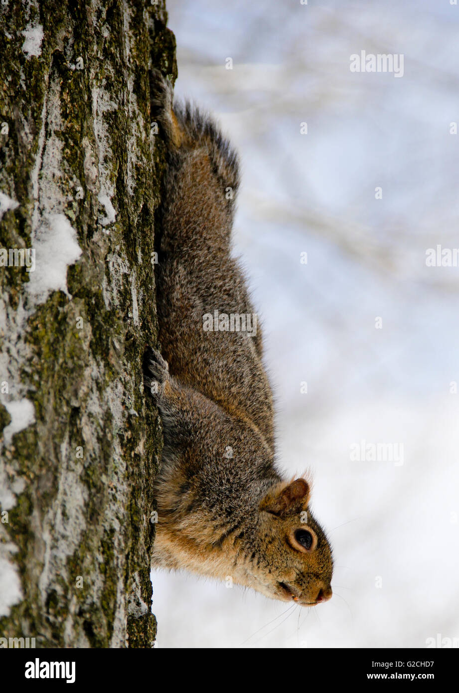 Eastern Fox Squirrel scendendo da un albero nella stagione invernale Foto Stock