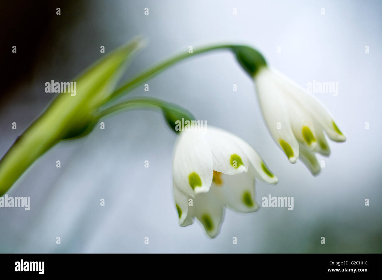 Bianco inverno fioritura lampadina. Galanthus nivalis Foto Stock