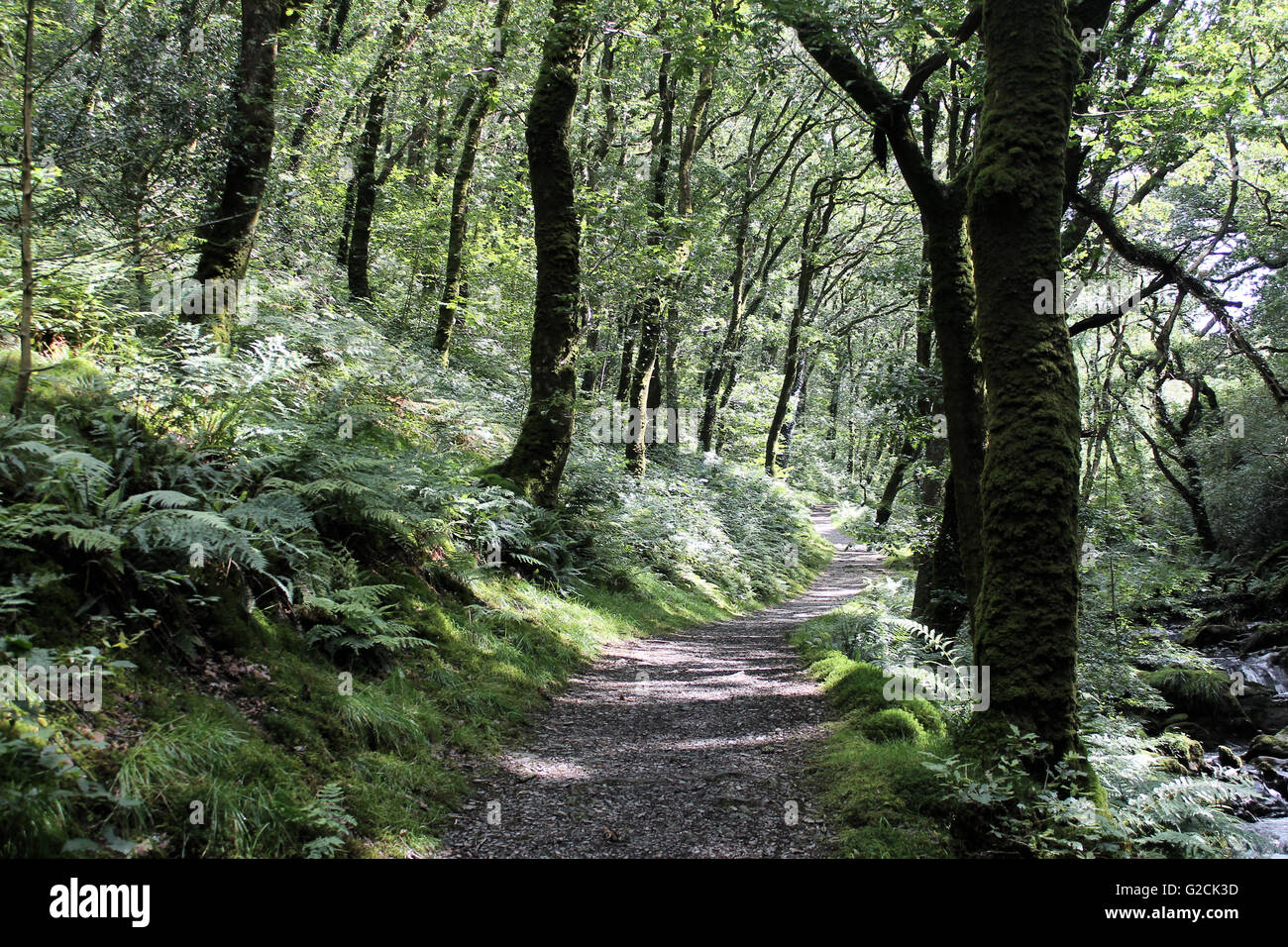 Nant Gwernol fiume bosco a piedi giace sul bordo del Galles Abergynolwyn Foto Stock