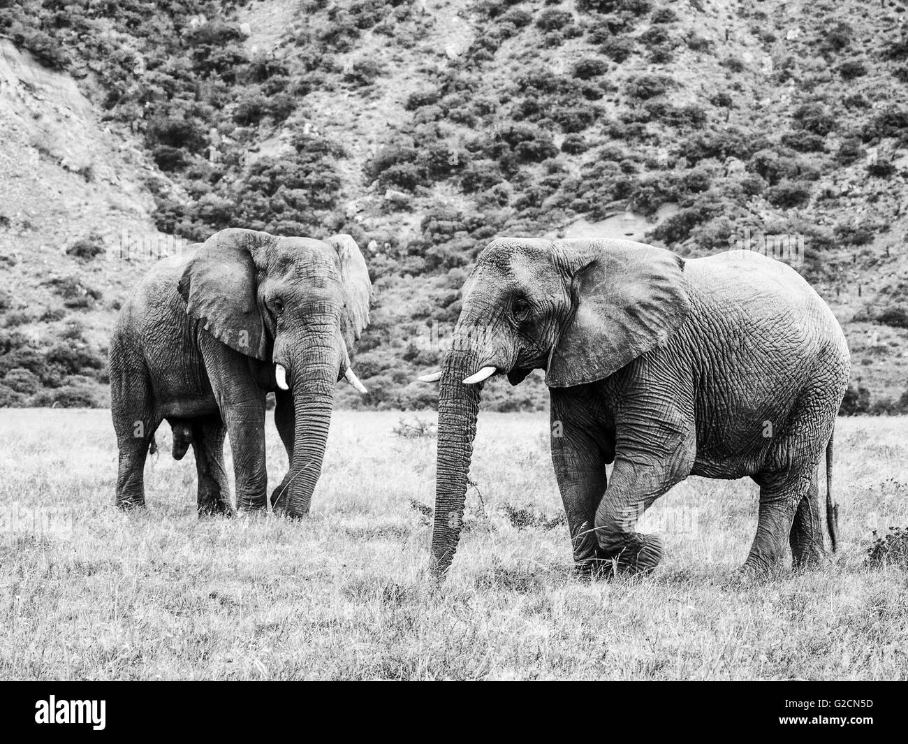 Una coppia di elefanti africani in monocromatico (Loxodonta africana) Foto Stock