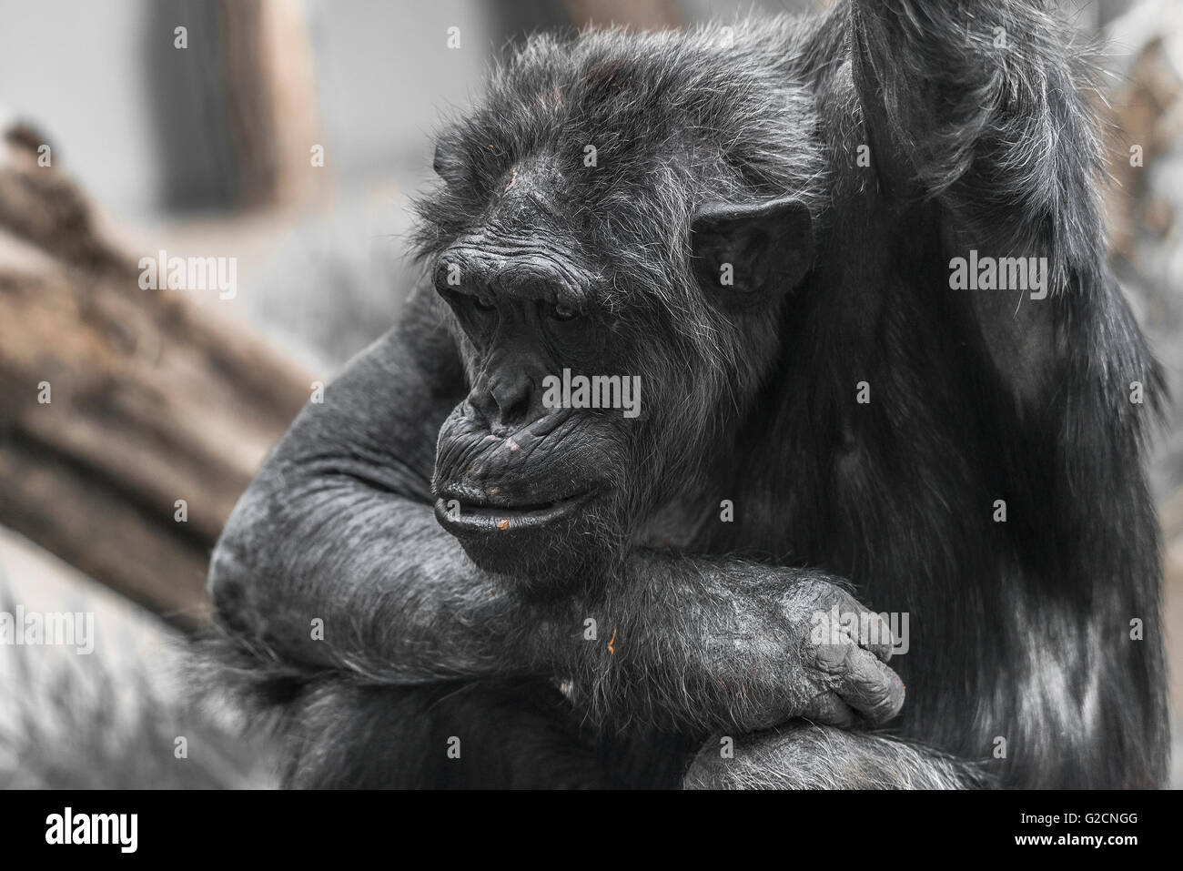 Pensando di uno scimpanzé ritratto da vicino Magdeburgo, Germania, 2016 Foto Stock