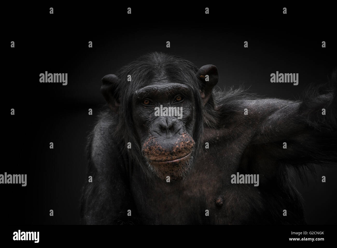 Pensando di uno scimpanzé ritratto da vicino Magdeburgo, Germania, 2016 Foto Stock