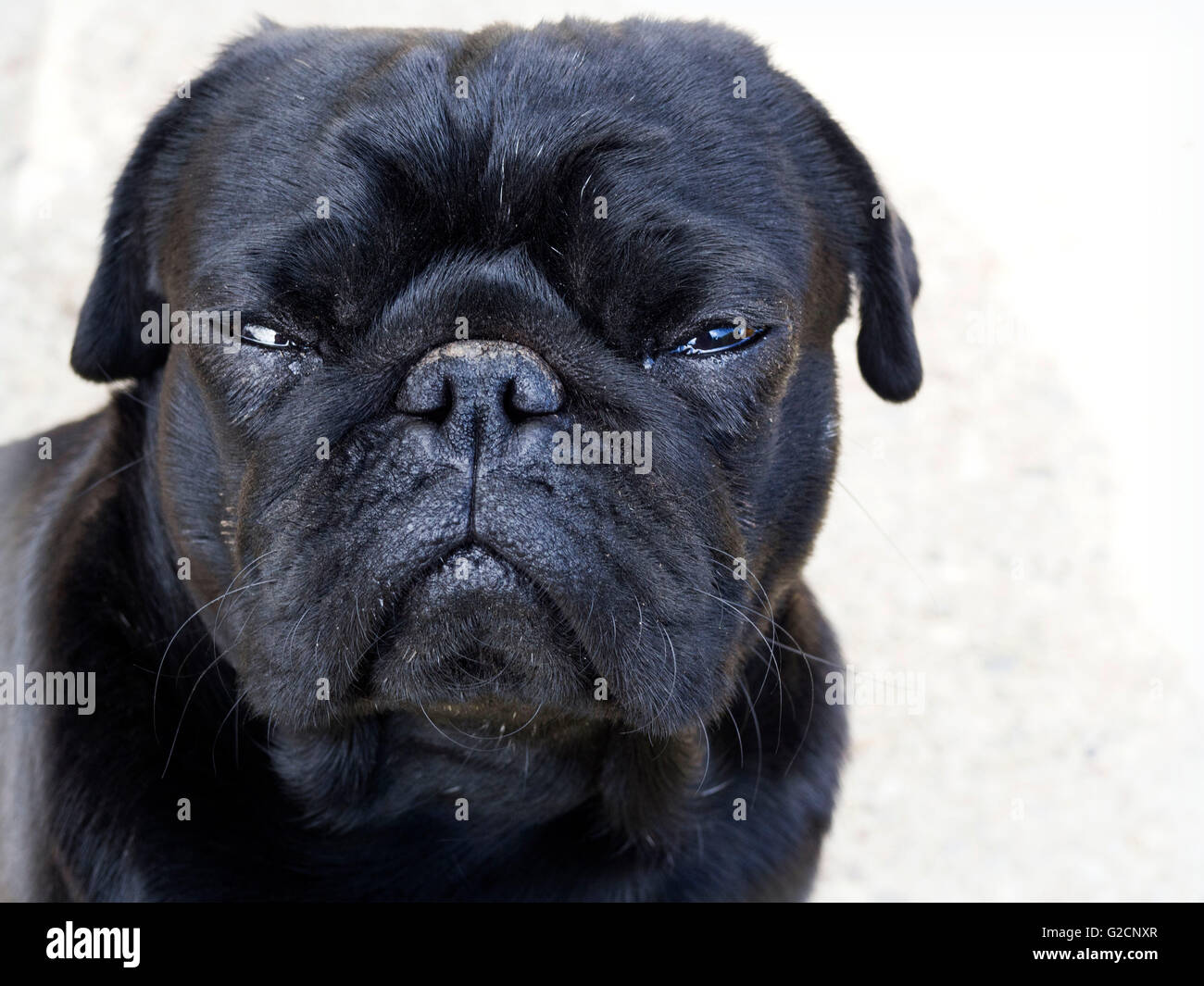 sonnolenta pug Foto Stock