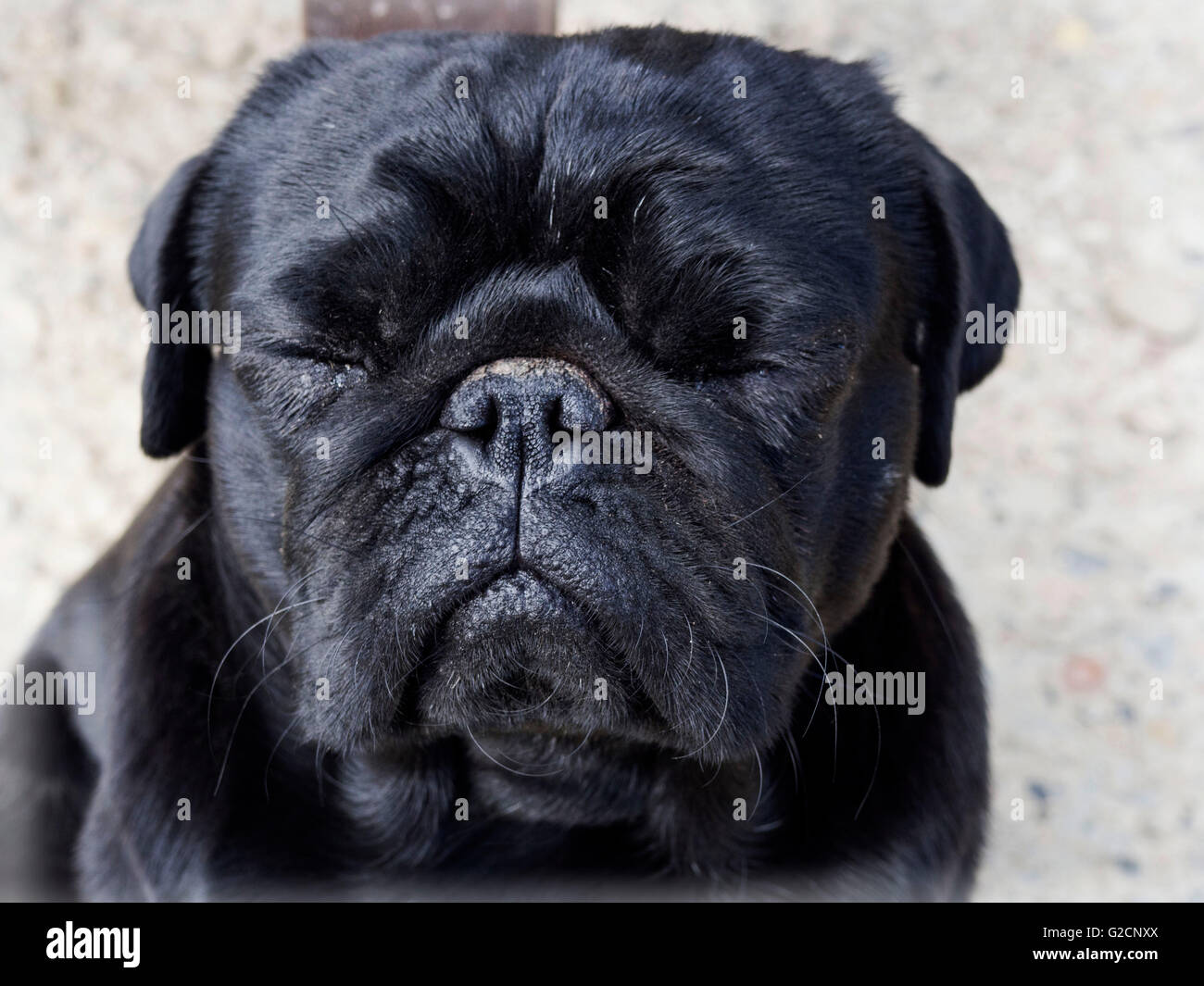 sonnolenta pug Foto Stock