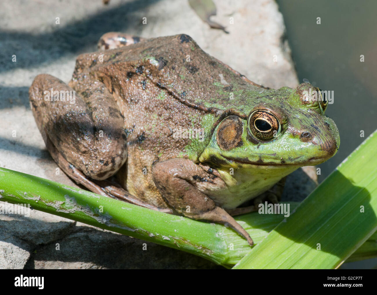 Bullfrog seduto su una roccia in una palude. Foto Stock