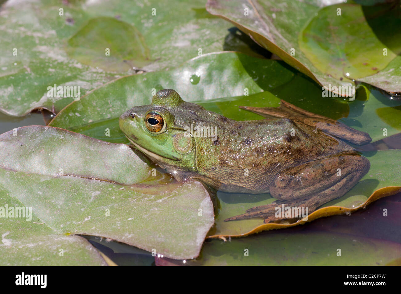 Bullfrog seduto su un tampone di lilly in una palude. Foto Stock