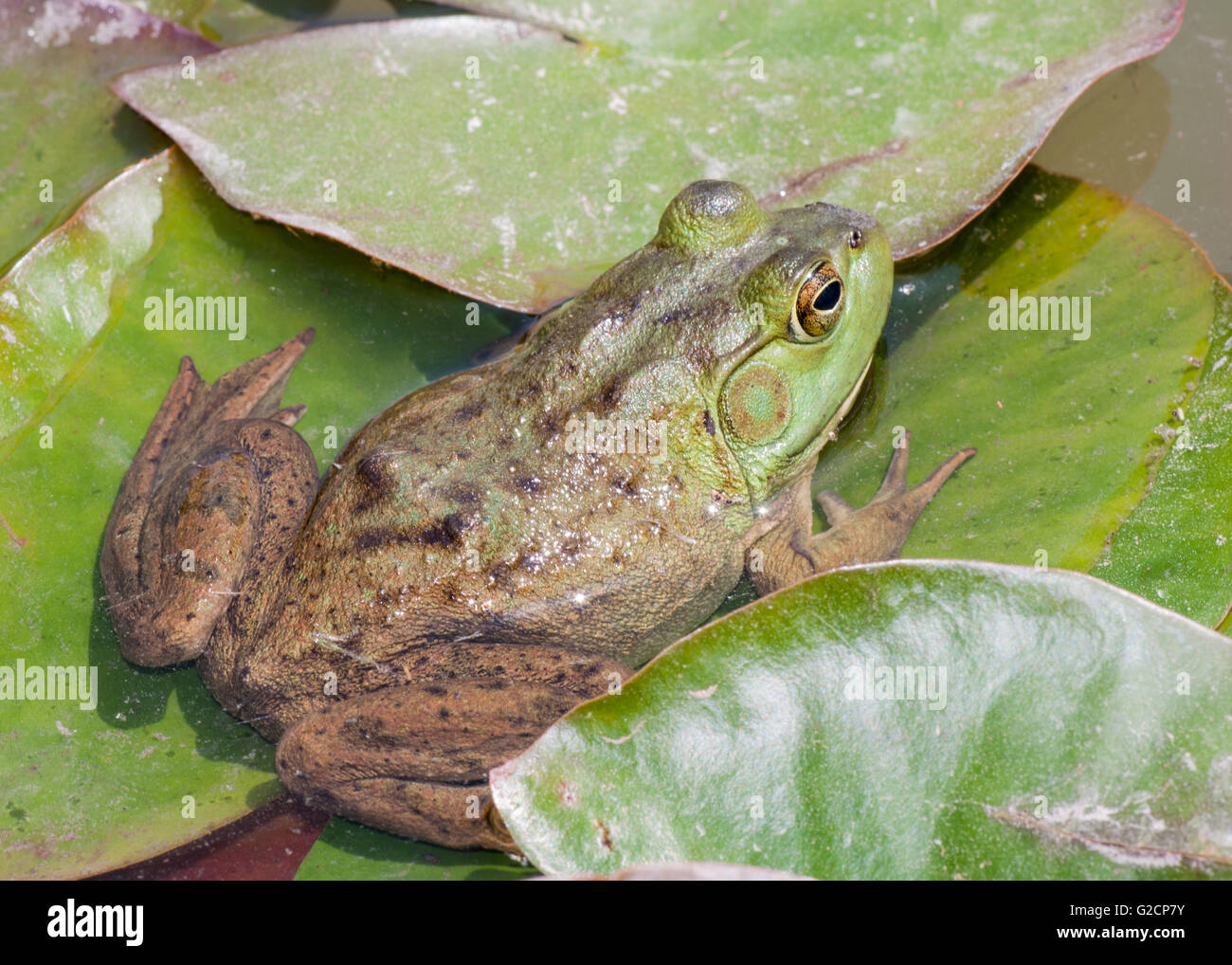 Bullfrog seduto su un tampone di lilly in una palude. Foto Stock