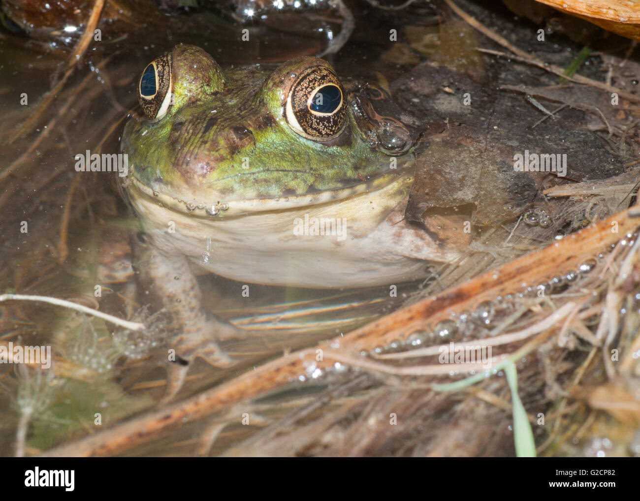Bullfrog seduto in una palude torna in erbacce. Foto Stock