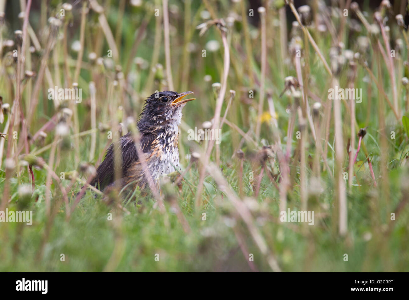 I capretti American robin (Turdus migratorius) in primavera Foto Stock