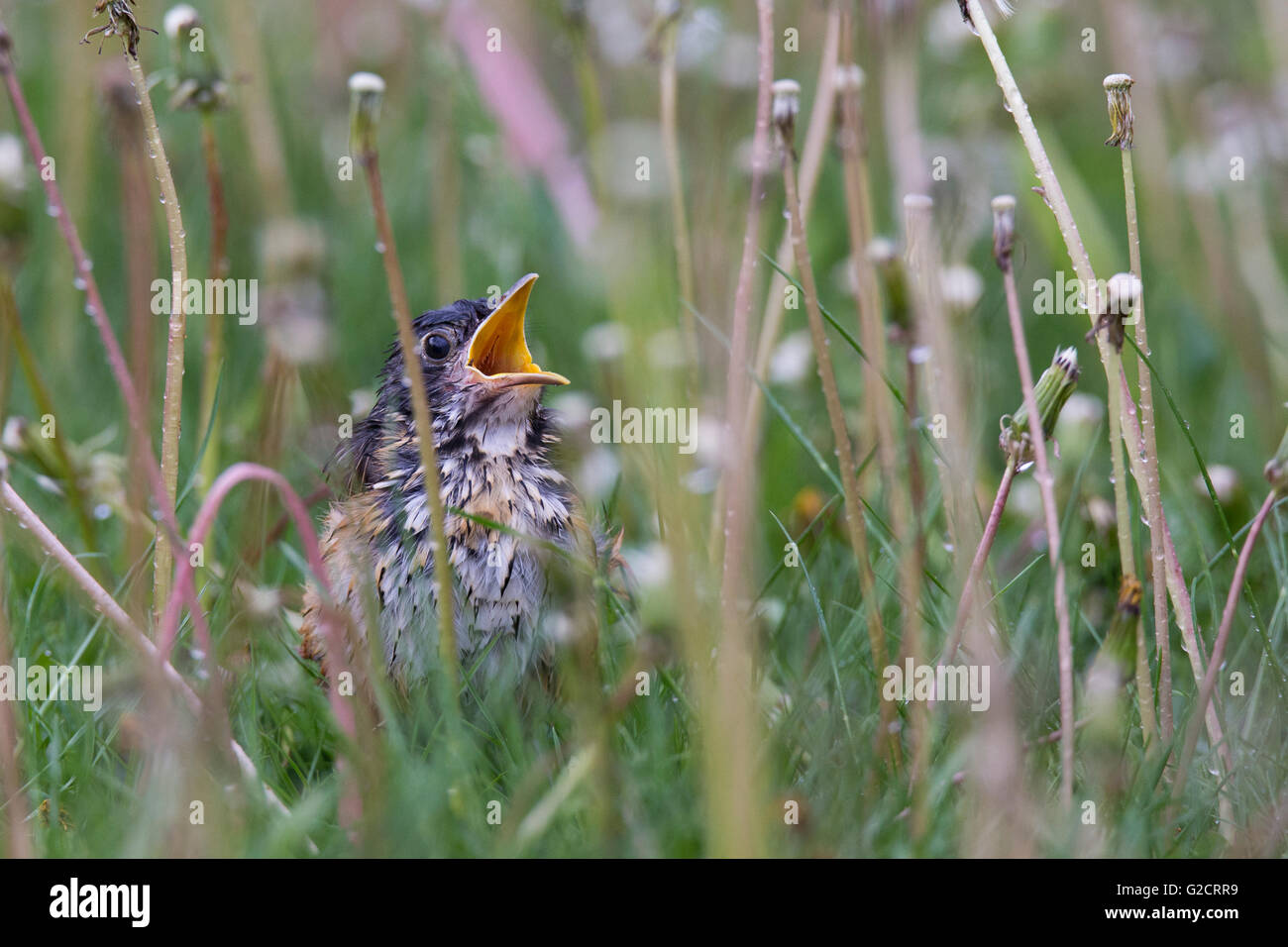 I capretti American robin (Turdus migratorius) in primavera Foto Stock