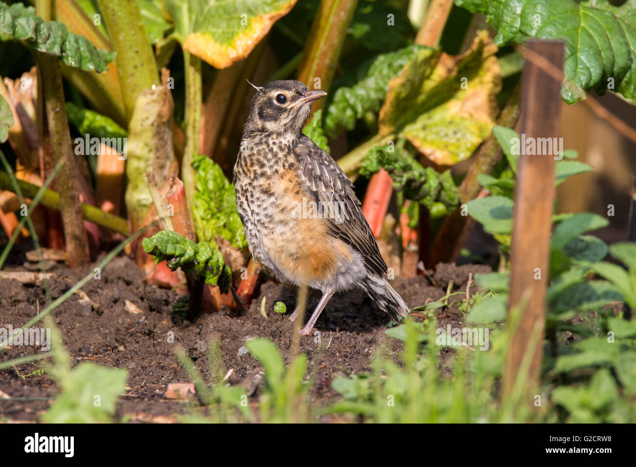 I capretti American robin (Turdus migratorius) in primavera Foto Stock