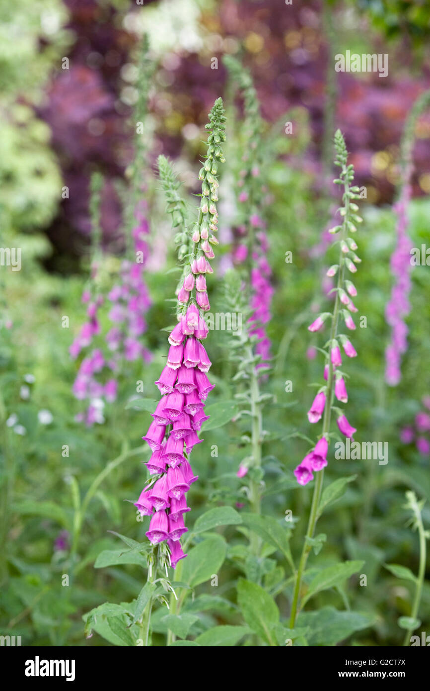 Digitalis purpurea. Foxglove comune punte in un bosco giardino. Foto Stock