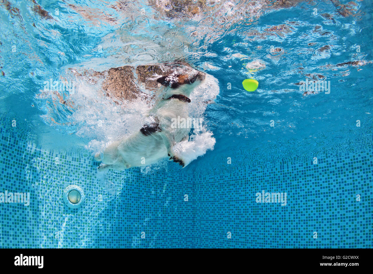 Giocoso jack russell terrier puppy in piscina la formazione con divertimento - Salto del cane e immersione subacquea a recuperare la palla. Foto Stock