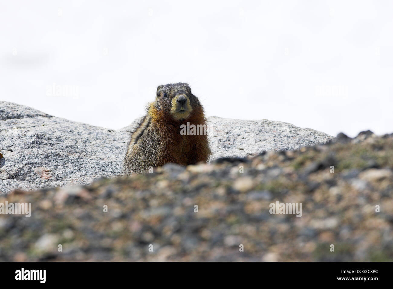Marmotta di ventre giallo Marmota flaviventris Parco Nazionale di Yellowstone Wyoming USA Foto Stock