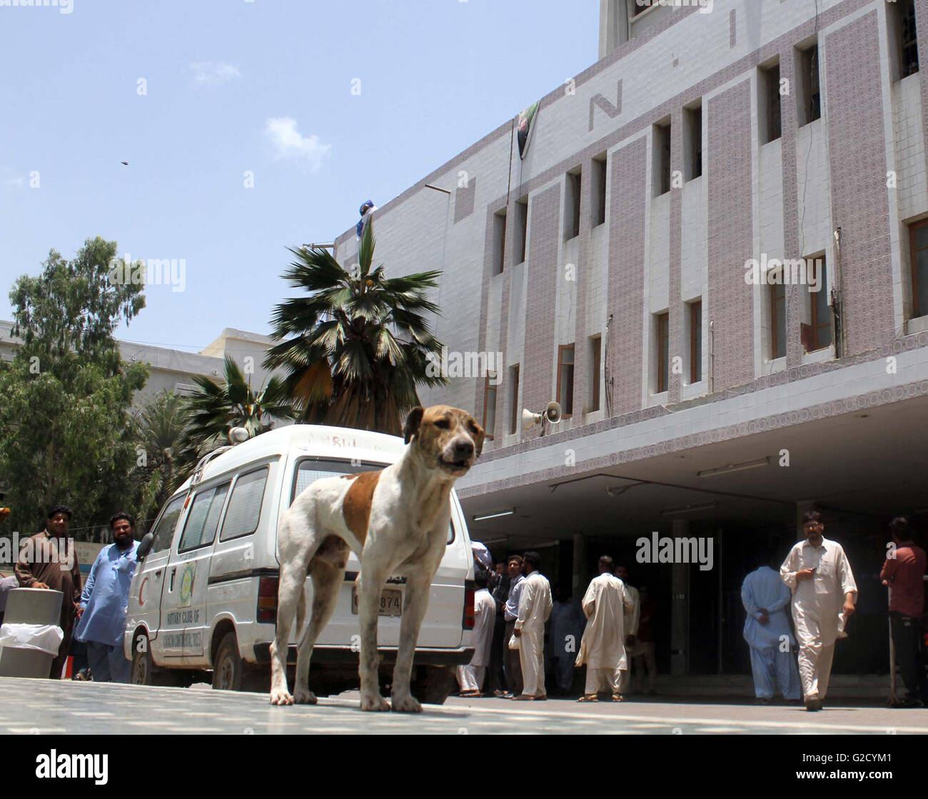 Cane di strada all'interno di locali per l Istituto Nazionale per la salute dei bambini che mostra la negligenza di Watchmen e può essere un rischio per i pazienti di venire qui, a Karachi il Venerdì, 27 maggio 2016. Foto Stock