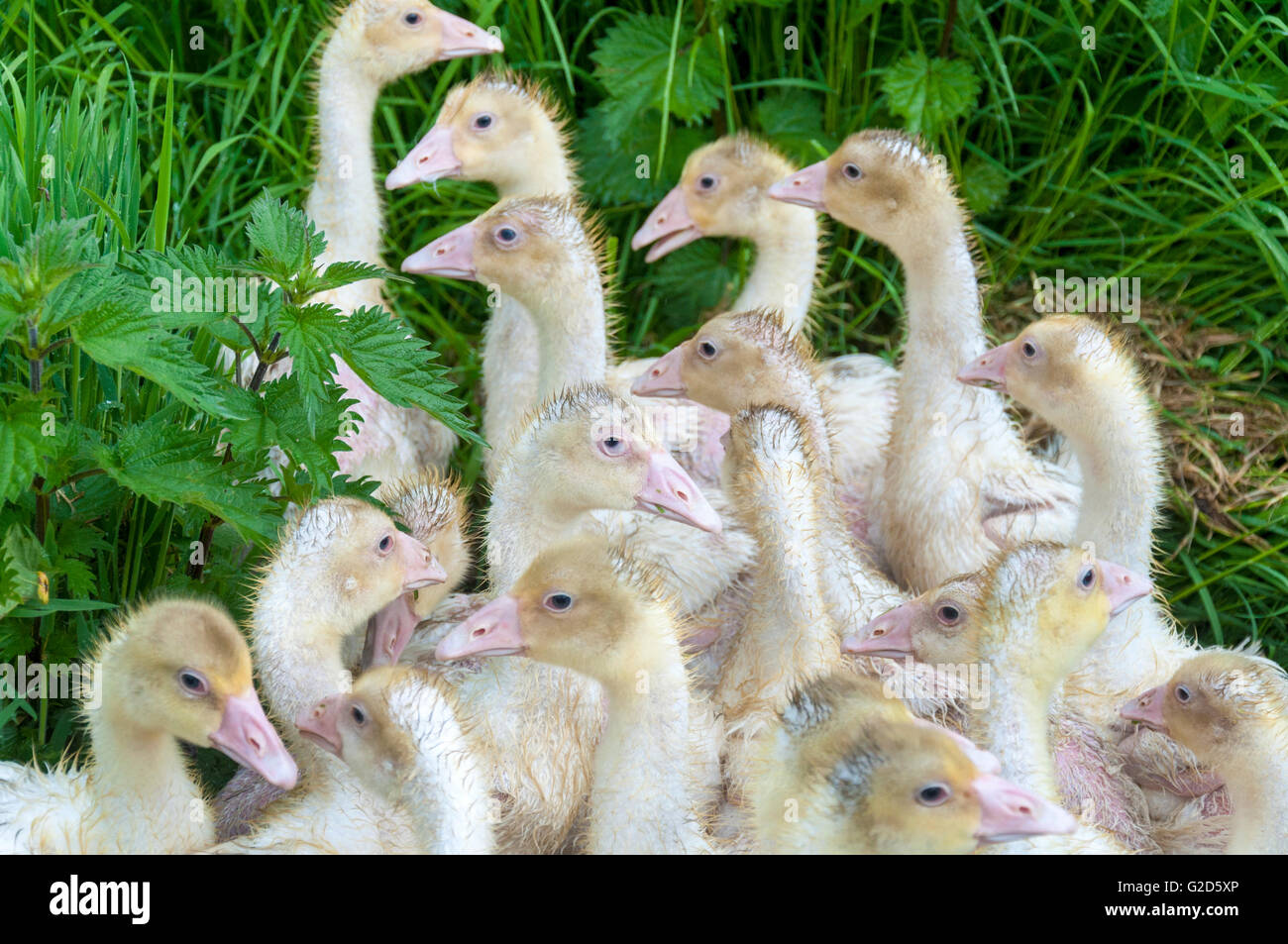 Ardara, County Donegal, Irlanda. Giovani oche o goslings allevati per cene di Natale si riuniscono durante una doccia a pioggia su una fattoria freerange. Foto Stock