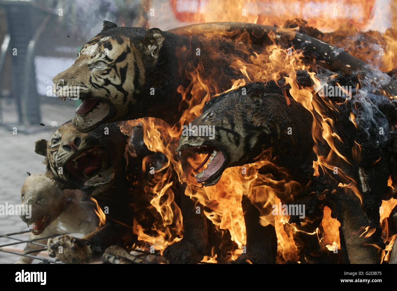Pechino, Indonesia. 23 Maggio, 2016. Alcuni hanno confiscato selvatica di prodotti di origine animale sono bruciate a Aceh Ministero forestale Office in Banda Aceh, la provincia di Aceh, Indonesia, 23 maggio 2016. © Junaidi/Xinhua/Alamy Live News Foto Stock