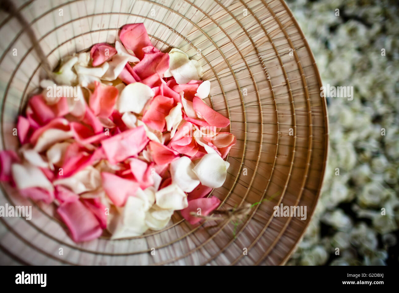 Rosa e petali di colore bianco nel cappello conico Foto Stock