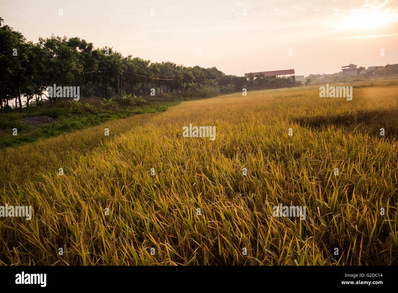 Golden campi di riso, la mattina presto, Ninh Binh, Vietnam Foto Stock