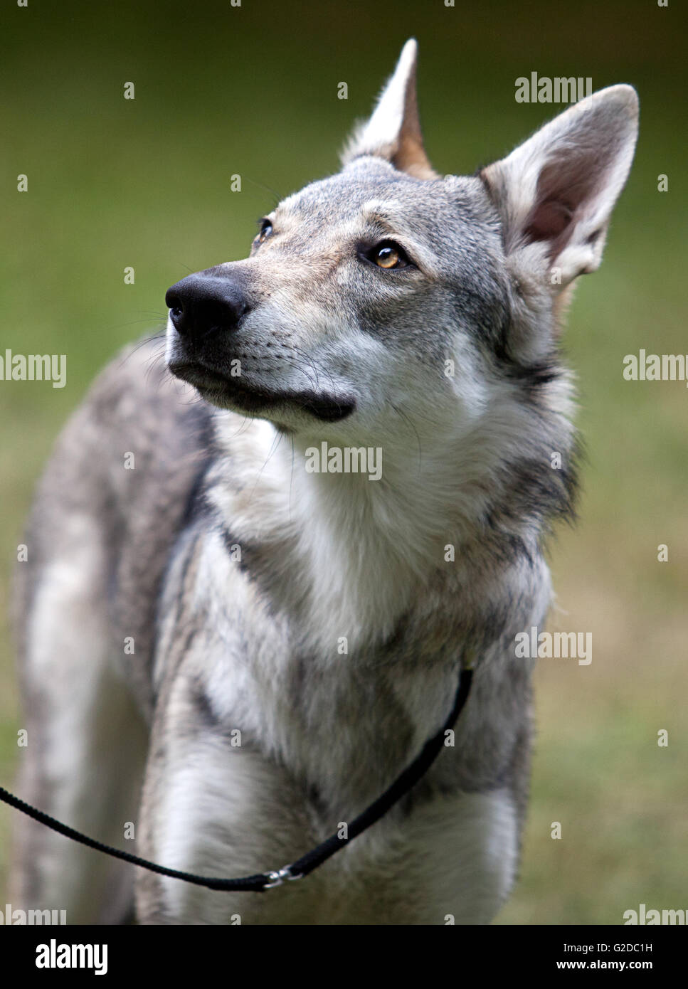 Close up ritratto di un grigio tipo shepheard cane Foto Stock