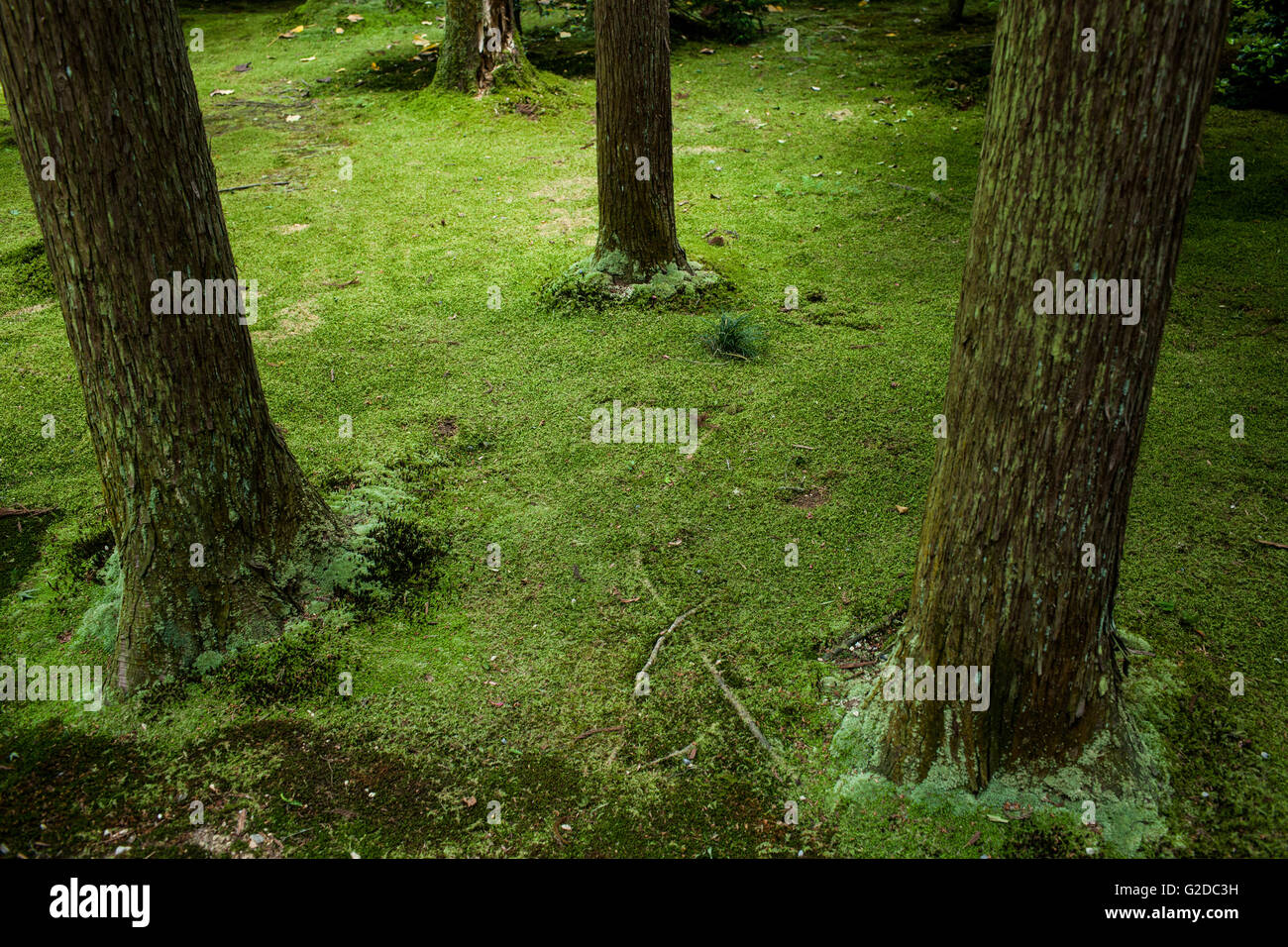 Tronchi di alberi e verde campo di muschio, ad alto angolo di visione, Kyoto, Giappone Foto Stock