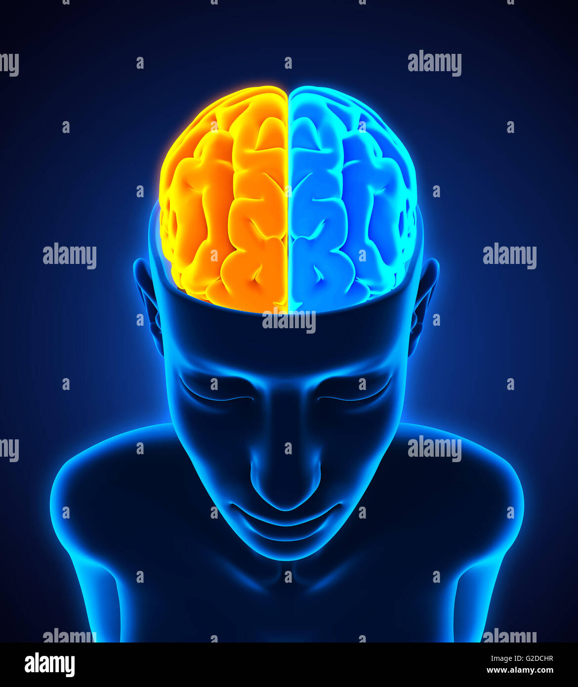 A sinistra e a destra del cervello umano Foto Stock