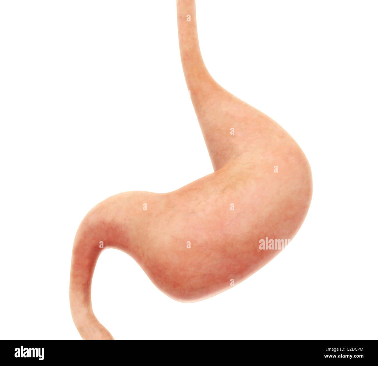 Stomaco umano anatomia Foto Stock